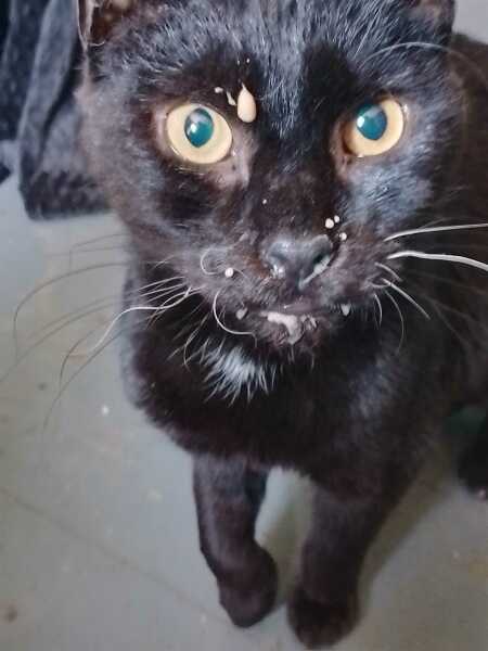 Hymns in Minor Keys & the Russian Easter Overture - the Excellent Cats ignore Culture.....