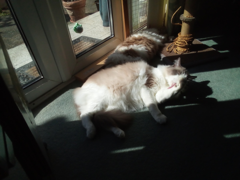 Roond and roond and up and doon - the Excellent Cats roam aboot