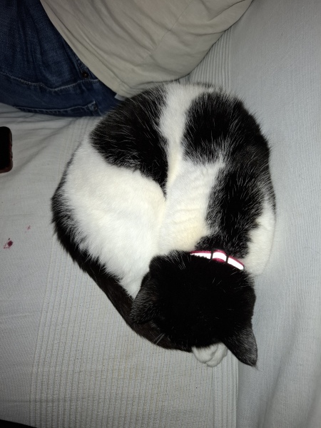 How often does your cat get stood on?