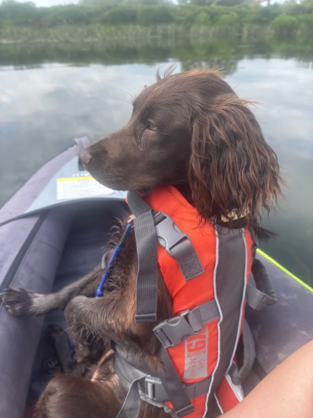 Adolescent Dog Survival Thread - for teenage dirtbags