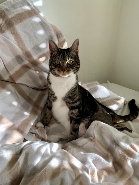 I have lost my cat inside the house