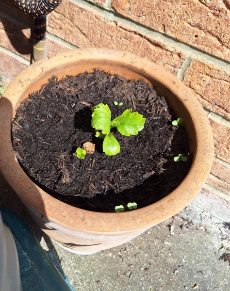 The Year Round Nigel Slater Discussion thread