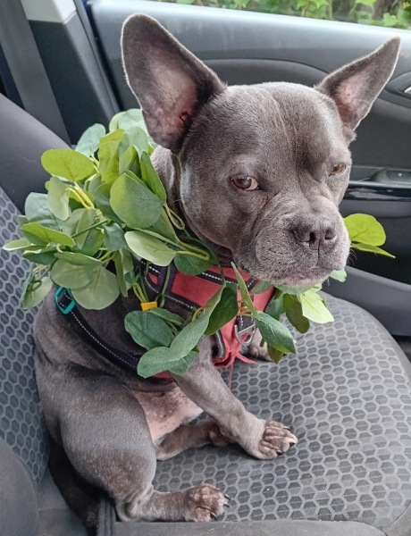 The support thread for anyone trying to live an alcohol free life. Spring 2025.