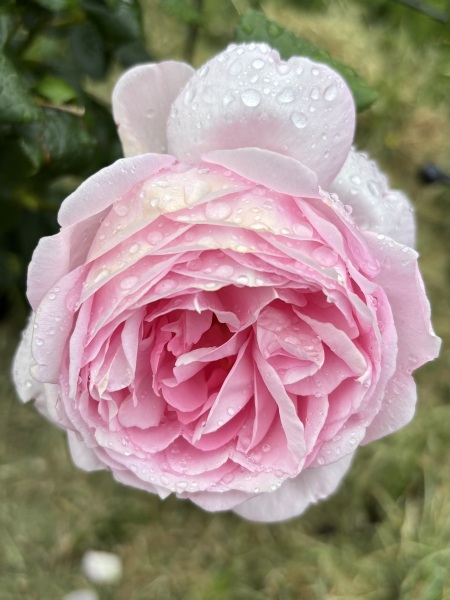 Which rose has bloomed first in your garden?