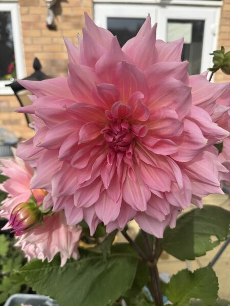 Has anyone planted out their dahlias?