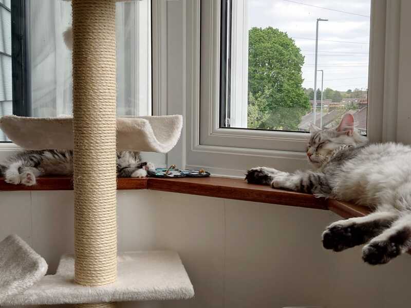 Unrelated kittens fighting