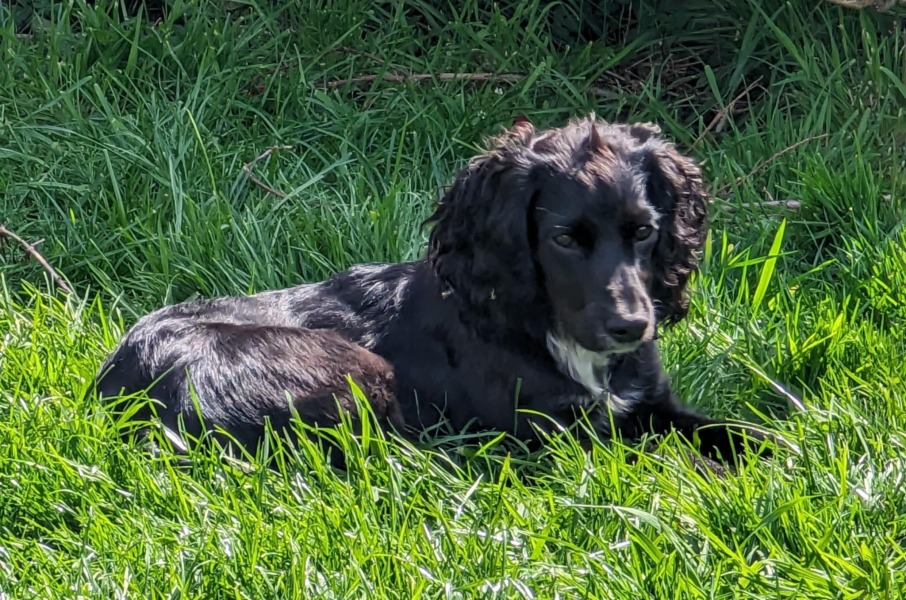 Adolescent Dog Survival Thread - for teenage dirtbags