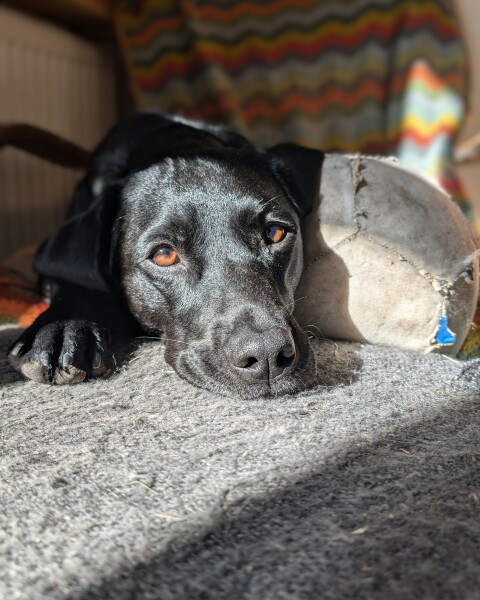 Adolescent Dog Survival Thread - for teenage dirtbags