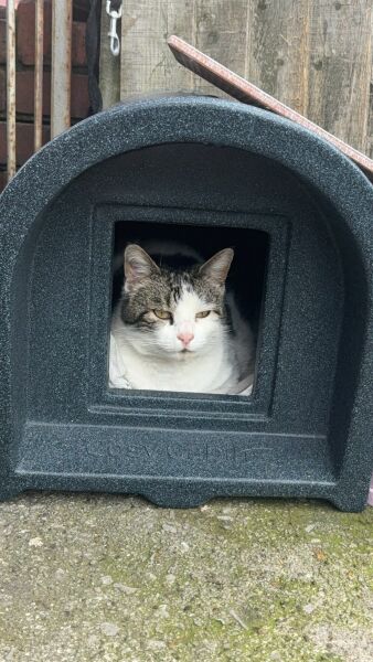 CATS!