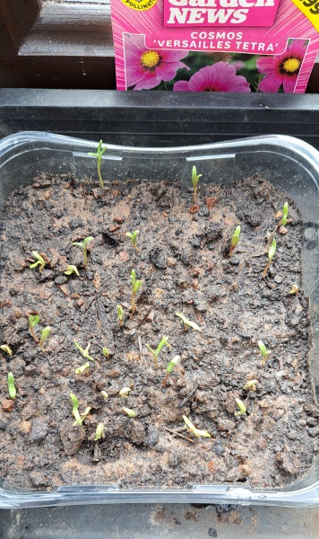 Is it too late to sow cosmos seeds?