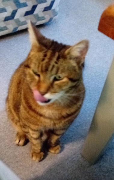 Roond and roond and up and doon - the Excellent Cats roam aboot