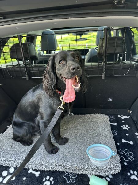 Adolescent Dog Survival Thread - for teenage dirtbags