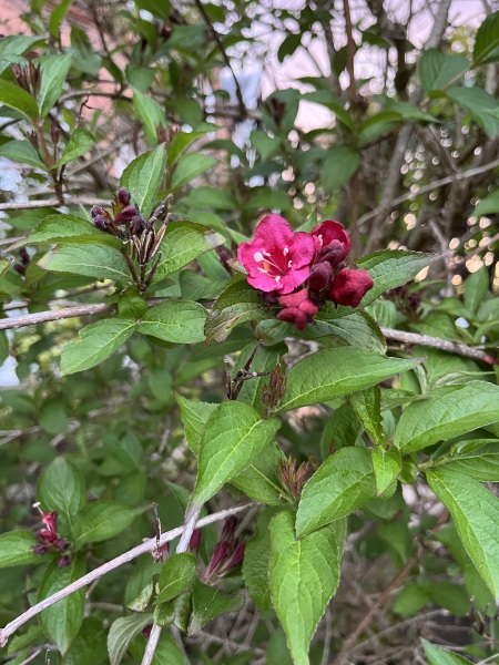 Plant ID