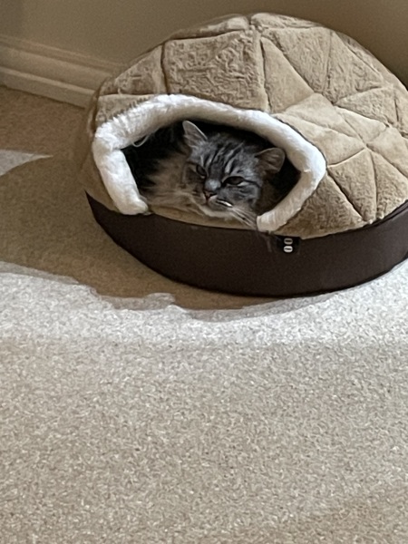 CATS!