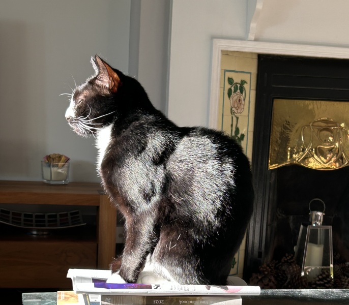 Roond and roond and up and doon - the Excellent Cats roam aboot