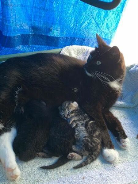 I think this cat is pregnant. What do I do?