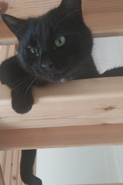 CATS!