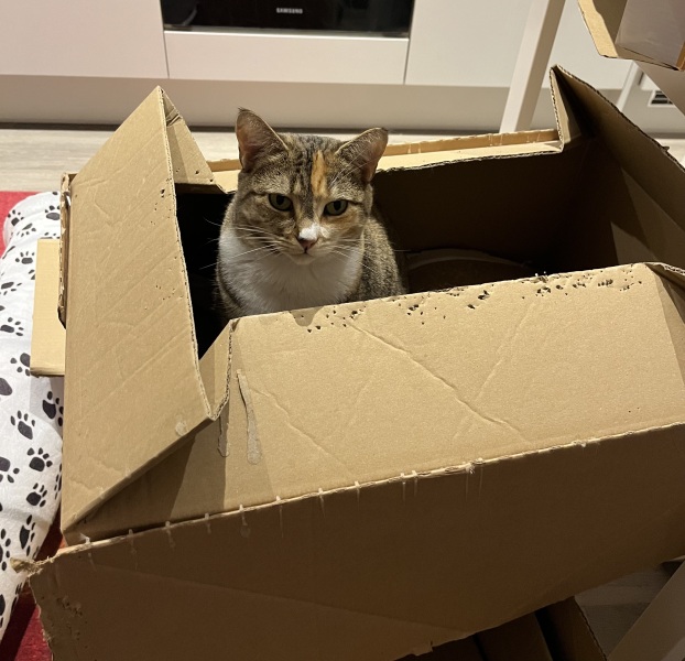 Hymns in Minor Keys & the Russian Easter Overture - the Excellent Cats ignore Culture.....