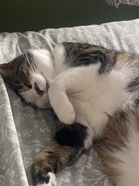 New cat - how concerned should I be?