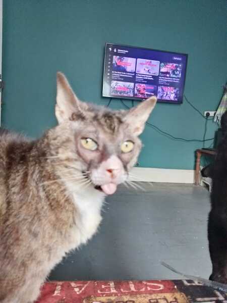 Roond and roond and up and doon - the Excellent Cats roam aboot