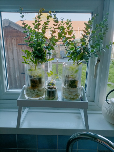 Specific gardening question