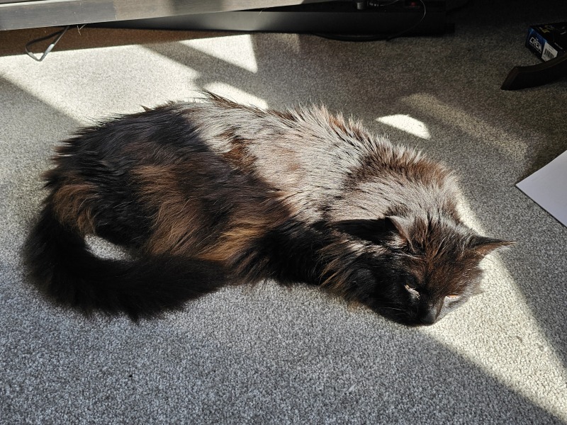 How exhausted are your cats today?