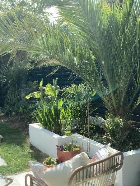 Anyone else planting a jungle/tropical garden?