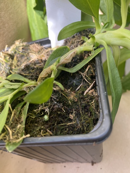 Floppy dianthus “Green Wicky”