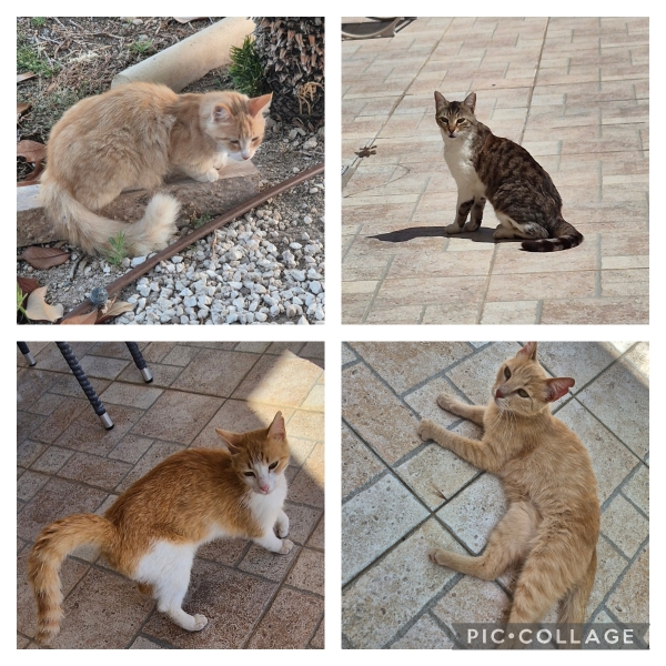Cats in Cyprus