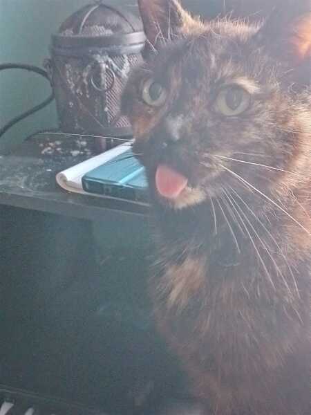 Hymns in Minor Keys & the Russian Easter Overture - the Excellent Cats ignore Culture.....