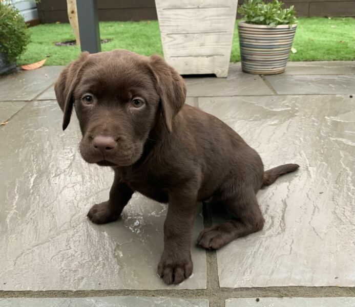 Shameless puppy pic post - please admire my gorgeous boy