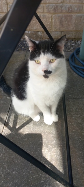 Roond and roond and up and doon - the Excellent Cats roam aboot