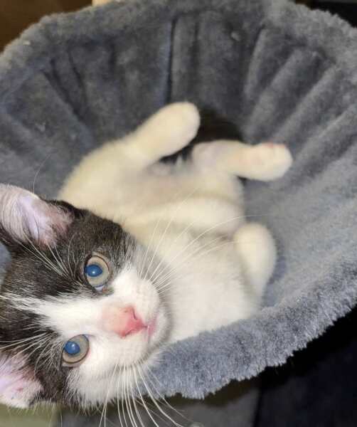 Roond and roond and up and doon - the Excellent Cats roam aboot