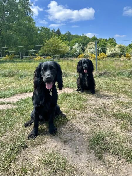 Adolescent Dog Survival Thread - for teenage dirtbags