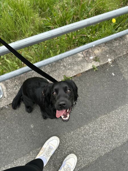 Adolescent Dog Survival Thread - for teenage dirtbags