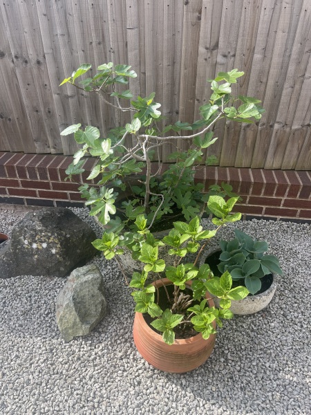Any proud fig tree owners around?