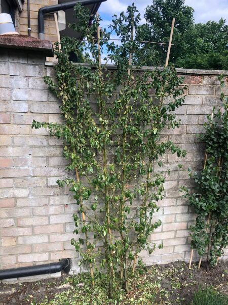 Ceanothus / californian lilac dying?