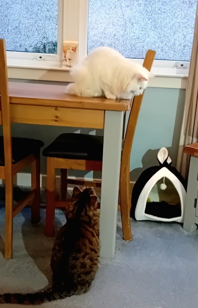 Roond and roond and up and doon - the Excellent Cats roam aboot