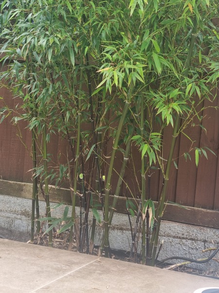 help please - neighbour's bamboo popping up in our garden