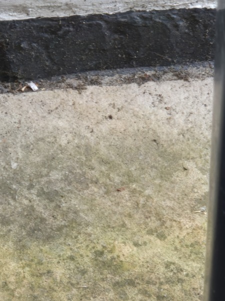 Damp damaging scotia