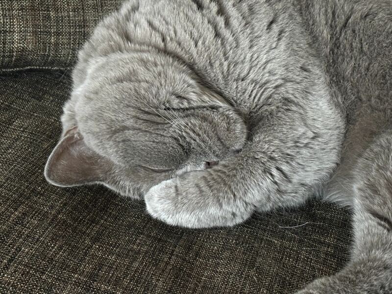 How exhausted are your cats today?