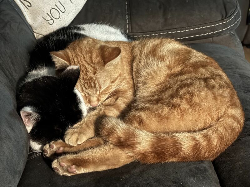 Roond and roond and up and doon - the Excellent Cats roam aboot