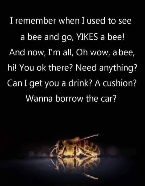 How could I have helped this bee?