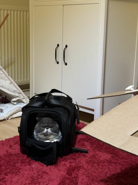 Isofix cat carrier