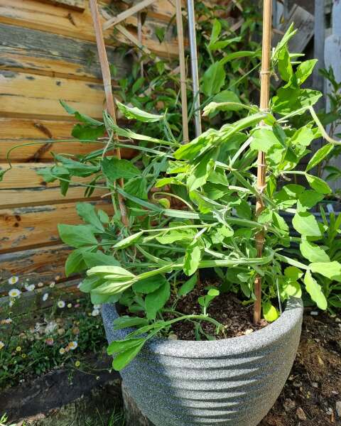 What have you done in the garden today? Part 6