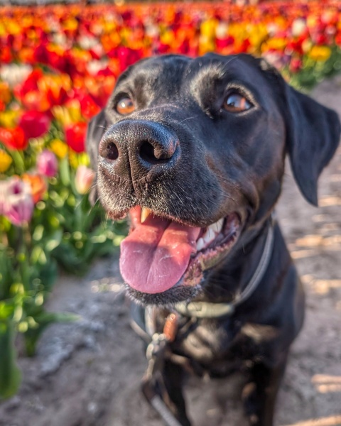 Adolescent Dog Survival Thread - for teenage dirtbags