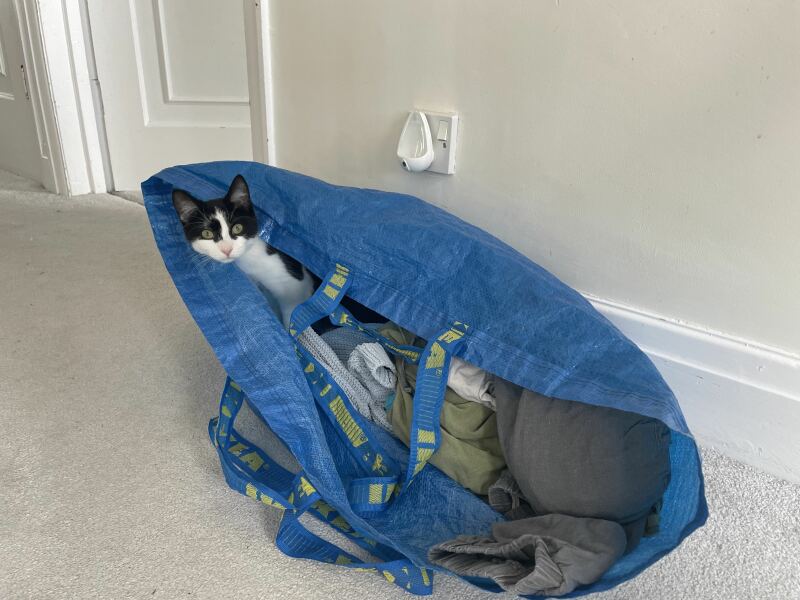 I have lost my cat inside the house