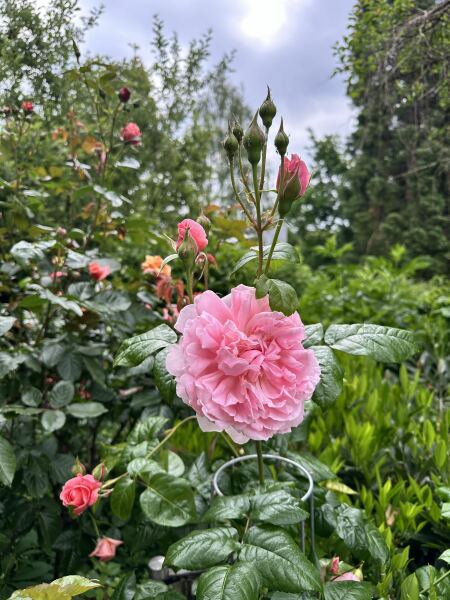 Which rose has bloomed first in your garden?