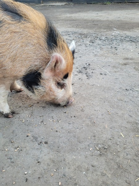 Groups for elderly mother