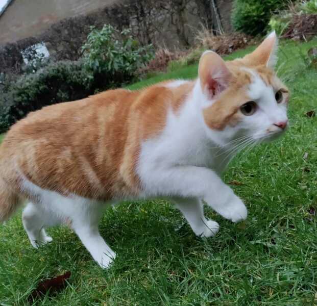 How often does your cat get stood on?